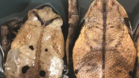 Meet the Toad That Can Mimic a Snake - Vimarsana News