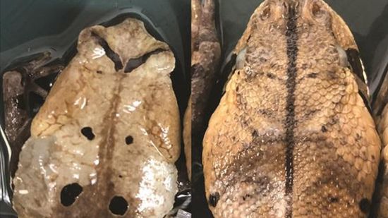 来看看会模仿蛇的蟾蜍”class=