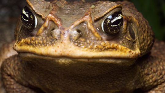 Do toads cause warts?