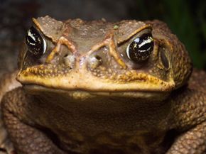 Giant cane toad