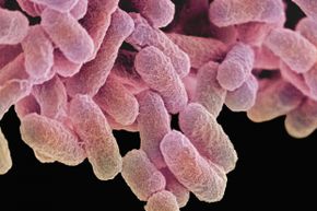 E. coli bacteria at high magnification. These guys are a normal part of human bacterial flora, but some strains produce a toxin that causes intestinal distress. 