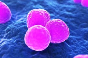 Methicillin-resistant Staphylococcus aureus is persistent -- it can live up to two months on a nonporous surface.