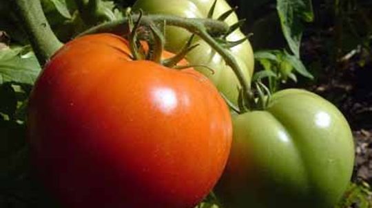 Live Plant Champion tomato Fit 4 tomatoes Determinate 
