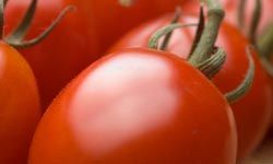 The color of your tomato will tell you how ripe it is.