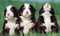 Too Cute Puppies