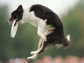 Gale, a border collie like the one shown above, survived nine days in the trunk of a car. See more pet pictures.