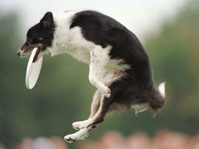 Border collie