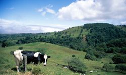 A cow on a sunny hillside wants to know what you think you're doing with that camera.