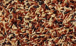 An overhead shot of a pile of wild rice.