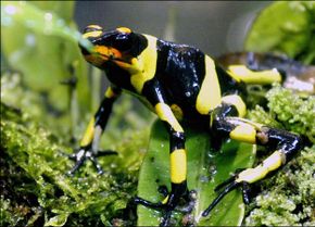 Blue frogs among summer's colorful surprises