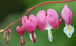Bleeding hearts range in color from white to pale pink to rosy pink to deep cherry red.