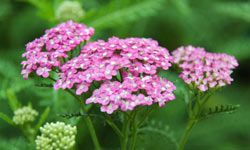 Yarrow comes in a huge range of colors from white to gold to pinks, purples and reds, and attracts butterflies.