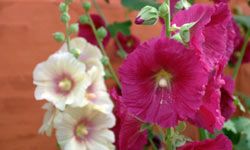 Hollyhocks are technically biennial meaning that they take two years to complete their life cycle.