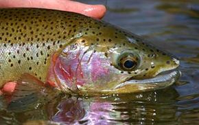 We know it's hard to clean and gut a trout fish. Don't worry