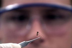 Bacteriologist Erik Devereaux hold a mosquito captive with ultrafine pointed-tip tweezers in order to check it for the West Nile virus.
