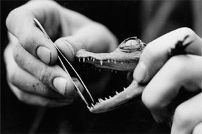 Man holding baby crocodile and tweezers