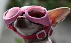 This adorable pooch is sleeping while awake with REM goggles.