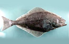 Atlantic Halibut