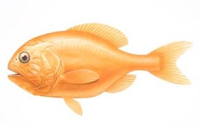 Orange Roughy