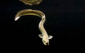 European Eel