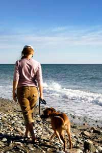 dog on beach