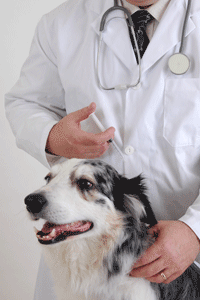 Most vets can implant tiny pet microchips with a hypodermic needle.