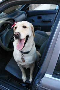 Worried about dog dander on your car seats? Get a seat cover.