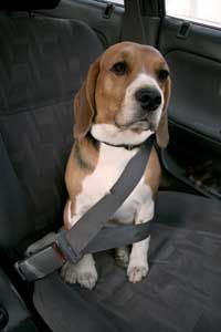 It's cute a image, but a pet seat belt is a smarter, safer idea than this.