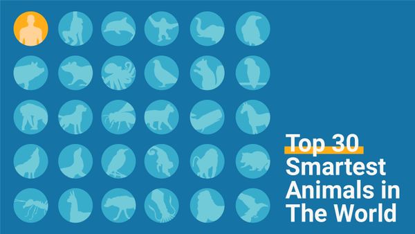 graphic of animal icons