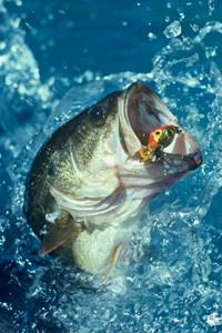 Fishing Image Gallery Largemouth Bass diving for lure. See more fishing pictures.