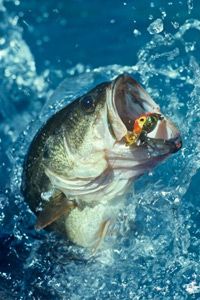 Topwater Tactics For Fall Bass  The Ultimate Bass Fishing Resource Guide®  LLC