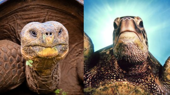 What's the Difference Between a Tortoise and a Turtle?