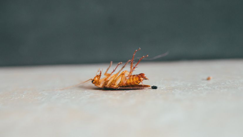 5 Methods to Keep Pests Out of Your Townhome