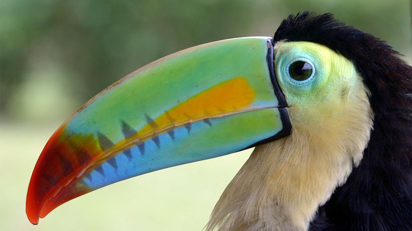 rainbow-billed toucan