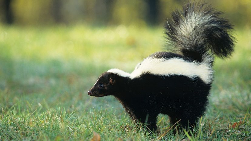 striped skunk (Mephitis mephitis) spraying