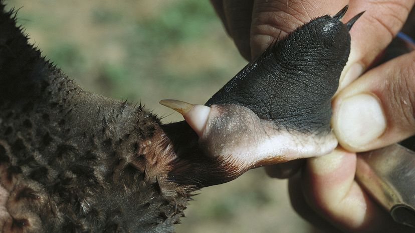 Male platypuses use this spur to inject venom into unsuspecting victims.
