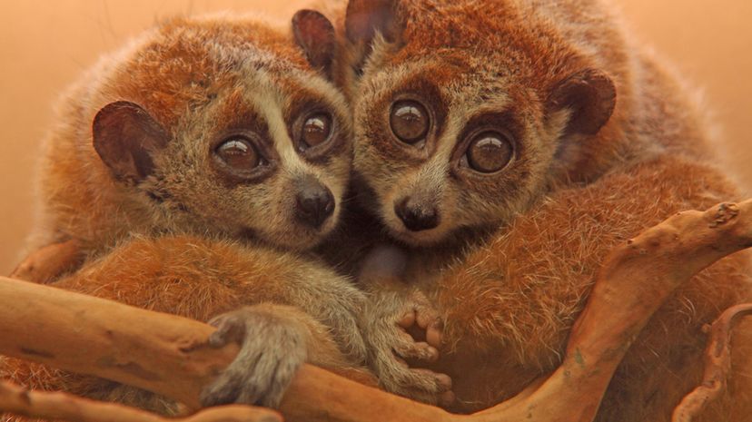 two slow lorises