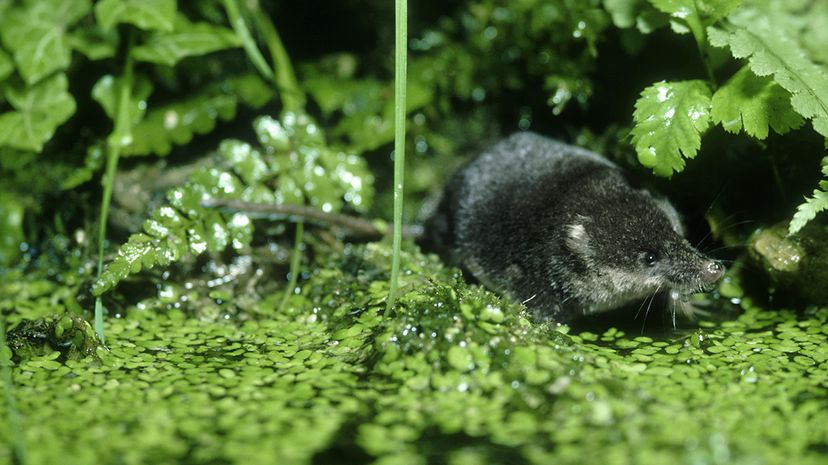 water shrew