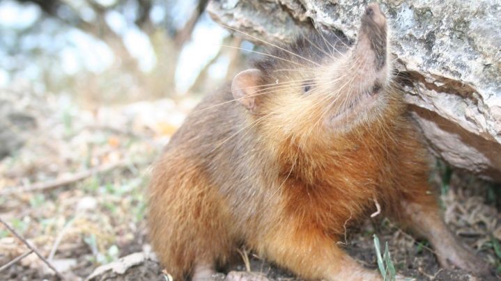 西班牙裔Solenodon“border=