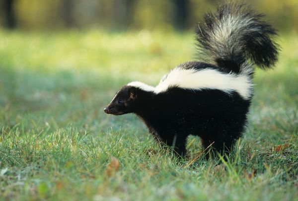 striped skunk (Mephitis mephitis) spraying