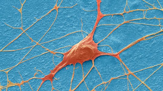 Will we ever be able to transplant neurons?