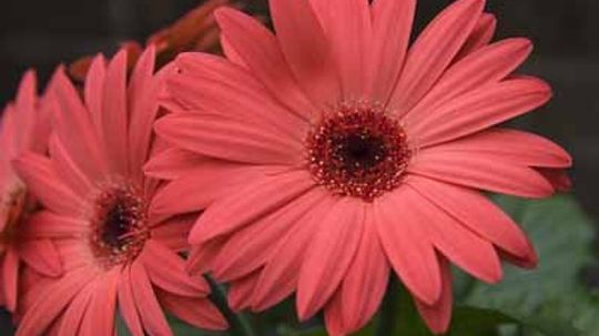 Transvaal Daisy, Barberton Daisy