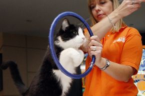 You might be surprised at how quickly a cat figures out that jumping through a hoop will get her a treat.