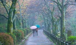 A couple with umbrellas walks along a path under Japanese maples.