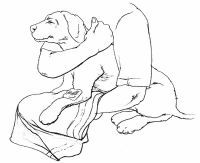 how to treat a dogs broken leg