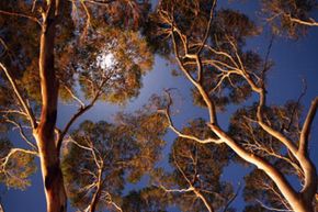 Camping high in a tree gives you a lovely view of the night sky. 