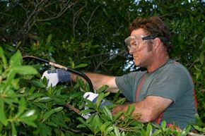 How Tree Climbing Works