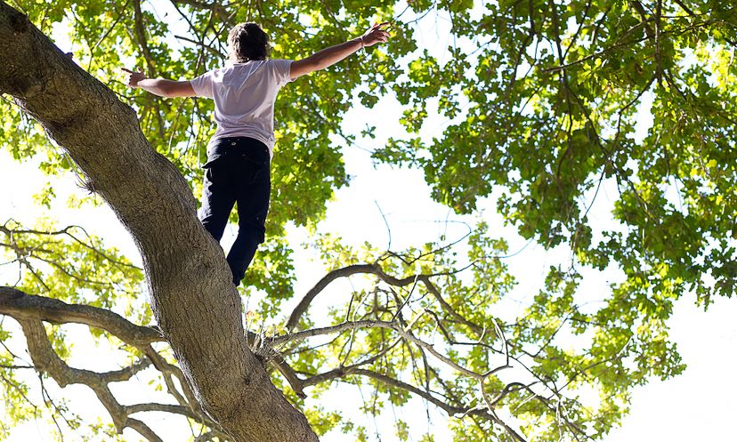 The Ultimate Tree Climbing Quiz