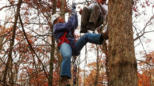 How Tree Climbing Works