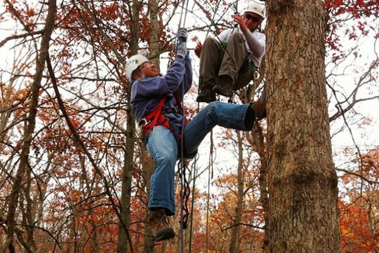 How Tree Climbing Works